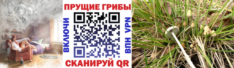 Псилоцибиновые грибы Psilocybe  Магас 